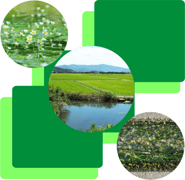 水草堆肥の紹介