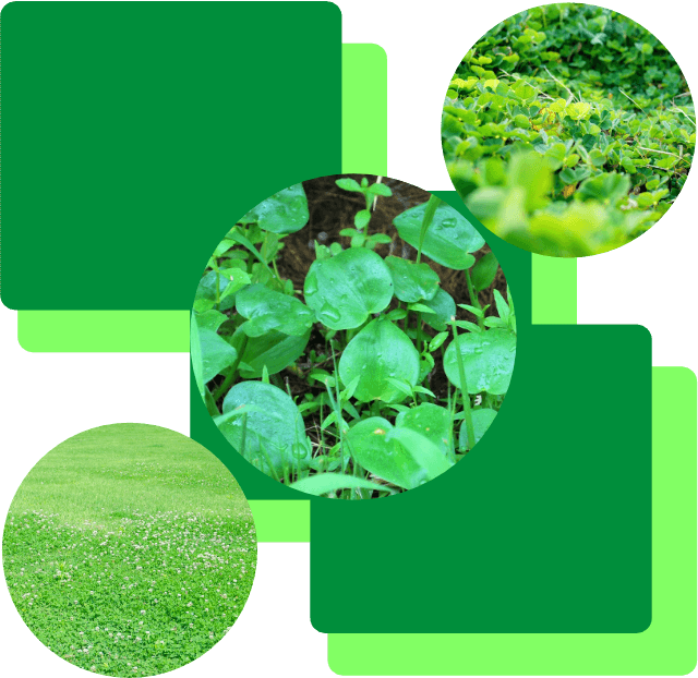 窒素同化促進液肥の紹介